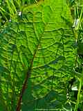 Rumex acetosa