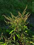 Rumex acetosa