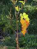 Rumex acetosa