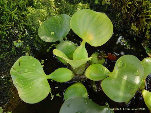 Eichhornia crassipes