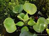 Eichhornia crassipes