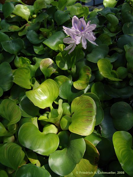 Eichhornia crassipes