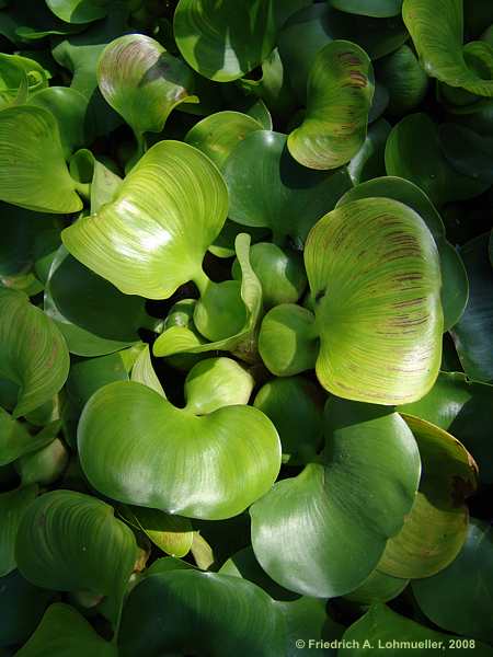 Eichhornia crassipes