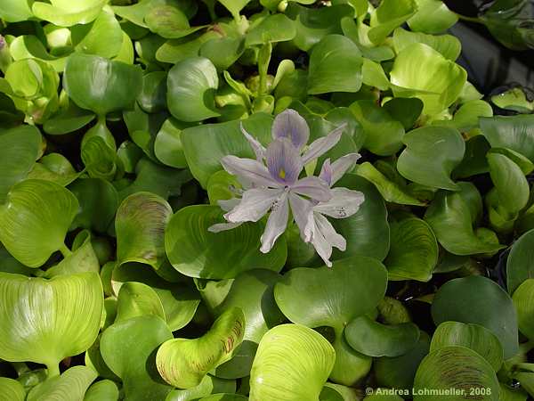 Eichhornia crassipes