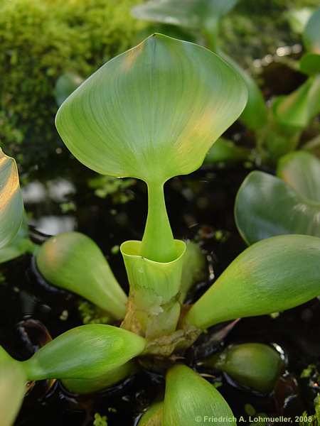 Eichhornia crassipes