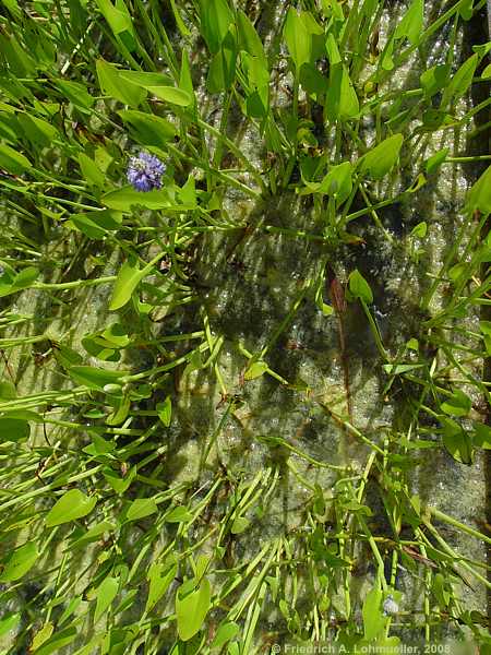 Pontederia cordata