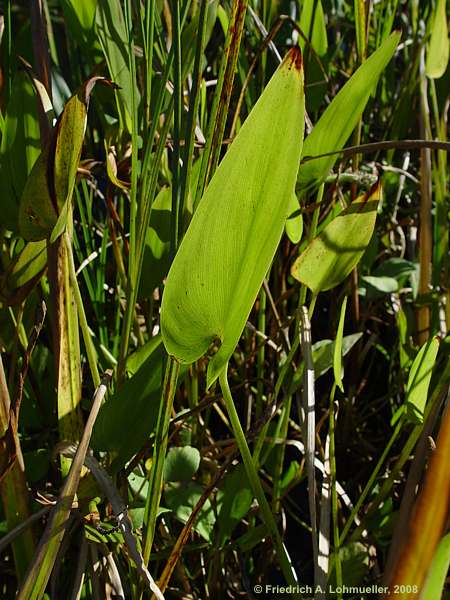 Pontederia cordata