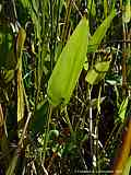 Pontederia cordata