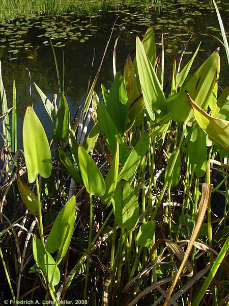 Pontederia cordata