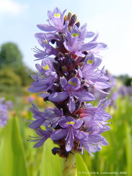 Pontederia cordata