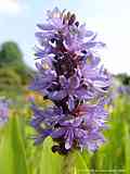 Pontederia cordata