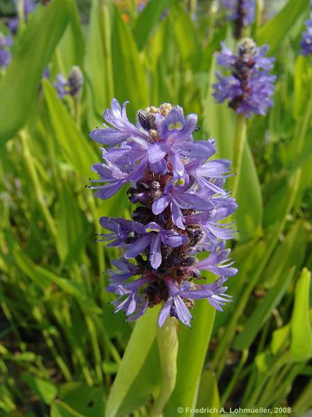 Pontederia cordata