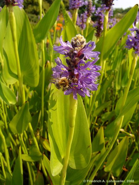 Pontederia cordata