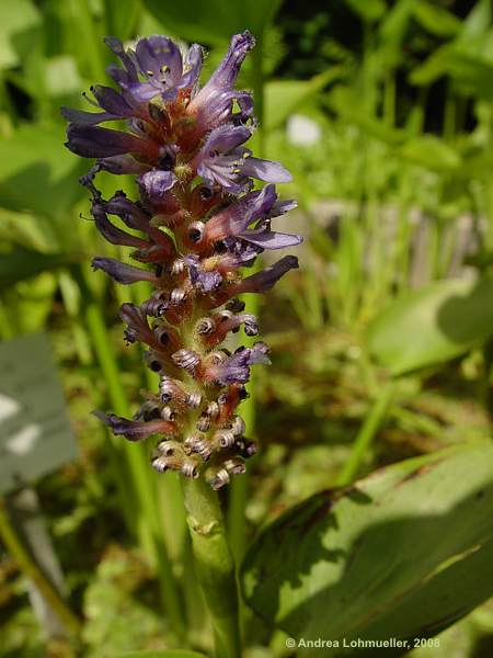 Pontederia cordata