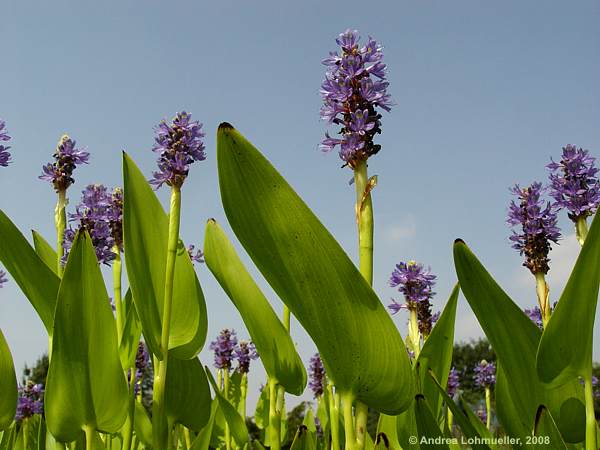 Pontederia cordata