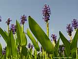 Pontederia cordata