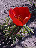 Portulaca grandiflora