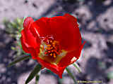 Portulaca grandiflora