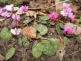 Cyclamen orbiculatum