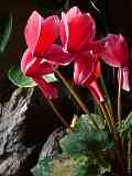 Cyclamen