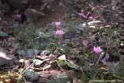 Cyclamen orbiculatum