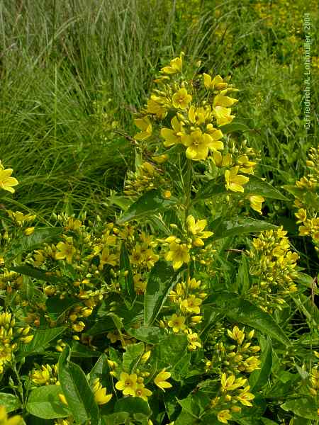 Lysimachia vulgaris