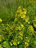 Lysimachia vulgaris