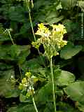 Primula beesiana