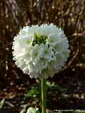 Primula denticulata 'Alba'