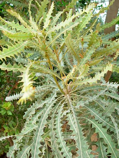 Banksia ashbyi