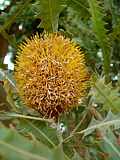 Banksia ashbyi