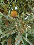 Banksia ashbyi