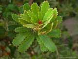 Banksia grandis