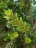 Banksia grandis