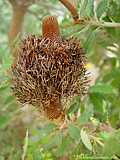 Banksia grandis