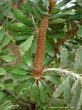 Banksia grandis