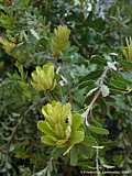 Banksia grandis