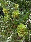 Banksia grandis