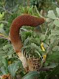 Banksia grandis