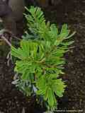 Banksia marginata