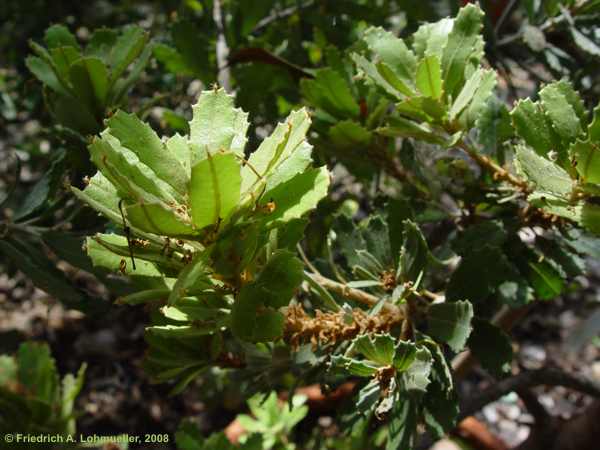 Banksia praemorsa