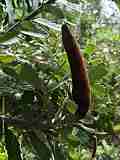 Banksia praemorsa