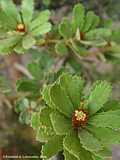 Banksia praemorsa