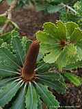 Banksia praemorsa