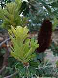 Banksia praemorsa