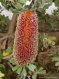 Banksia praemorsa