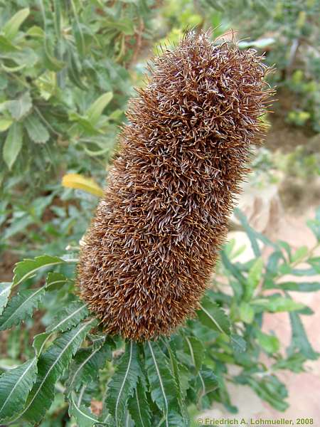 Banksia serrata
