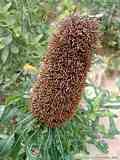 Banksia serrata