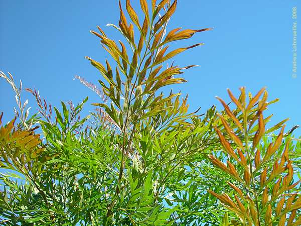 Grevillea robusta