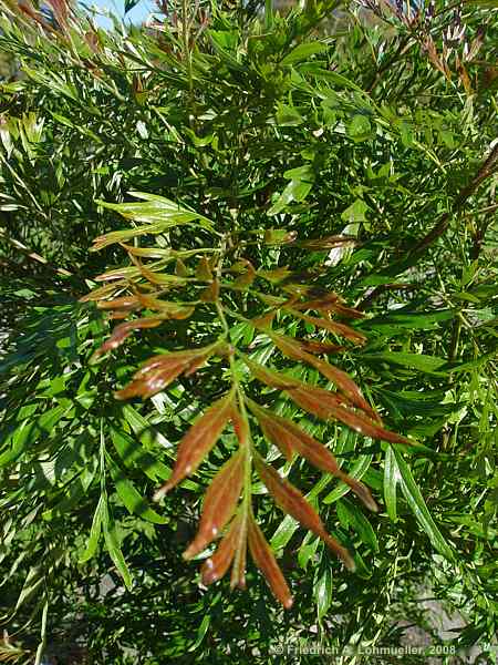 Grevillea robusta